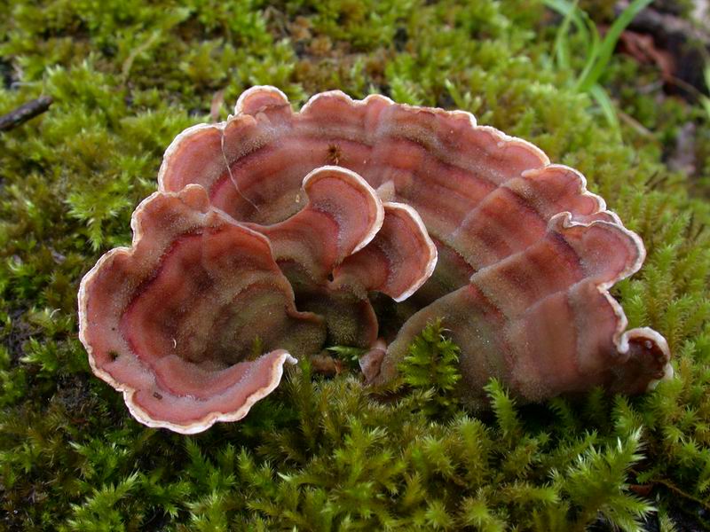 Stereum sp.
